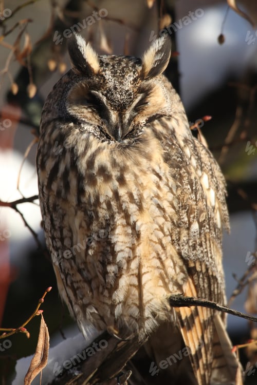 Preview: Long-Eared Owl (Asio Otus) Germany