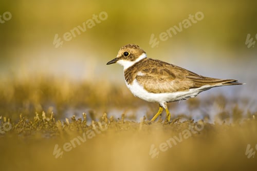 Preview: Cute Little Water Bird. Yellow, Green Water Nature Habitat Background. Bird: Common Ringed Plover.