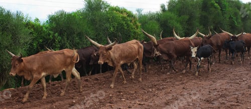 Preview: Ankole Longhorn Cattle In Rural Uganda, Africa