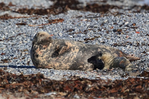 Preview: Gray Seal (Halichoerus Grypus) Pup Helgoland Germany