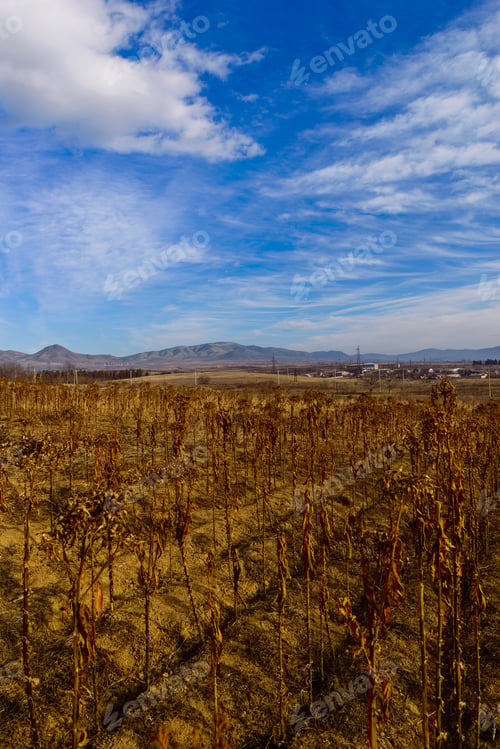 Preview: Dry Tobacco Plant Against Blue Cloudy Sky, Armenia