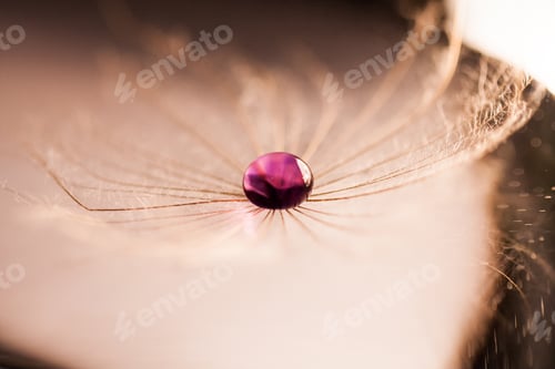 Preview: Macro, Abstract Composition With Colorful Water Drops On Dandelion Seeds