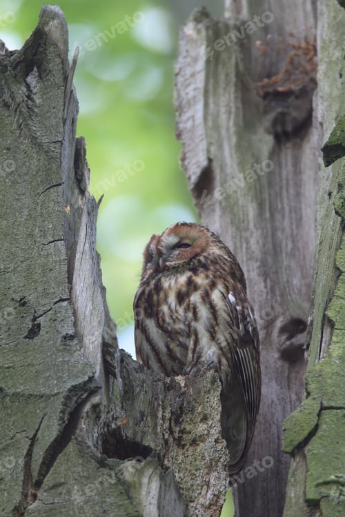 Preview: Tawny Owl Or Brown Owl (Strix Aluco) In A Hollow Tree Stump Germany