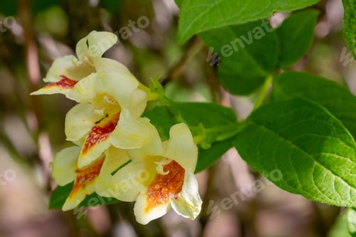 Preview: Blossom Weigela Middendorffiana In Spring Garden. Flowering Shrubs In The Garden.