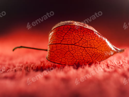 Preview: Physalis Alkekengi - Dried Fruit Abstract And Beautiful Filigree Texture With Red Background