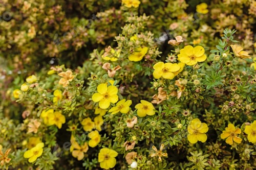 Preview: Yellow Flowering Potentilla Shrub In Autumn Garden