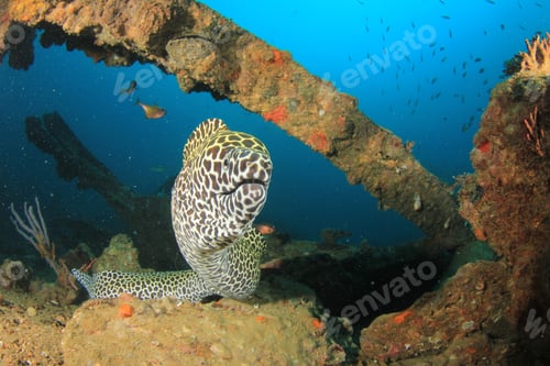 Preview: Honeycomb Moray Eel