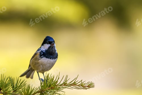 Preview: Spring And Cute Little Bird. Yellow Green Nature Background. Common Bird: Great Tit. Parus Major.