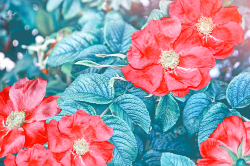 Preview: Summer Landscape. Delicate Wild Rose Garden Flowers