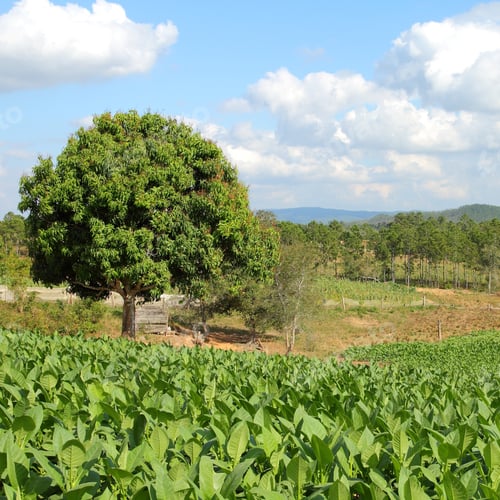 Preview: Cuba - Tobacco Plantation In Vinales National Park. Unesco World Heritage Site.