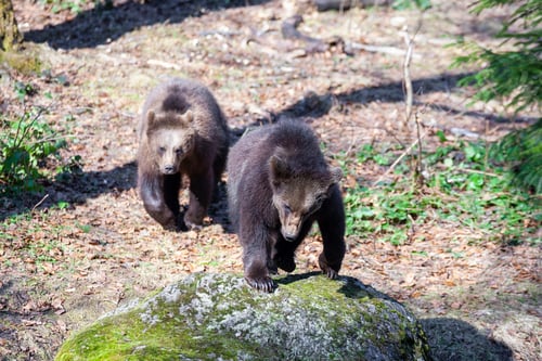 Preview: Brown Bears (Ursus Arctos) In Lake Clark National Park, Alaska, Usa