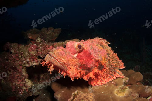 Preview: Scorpionfish