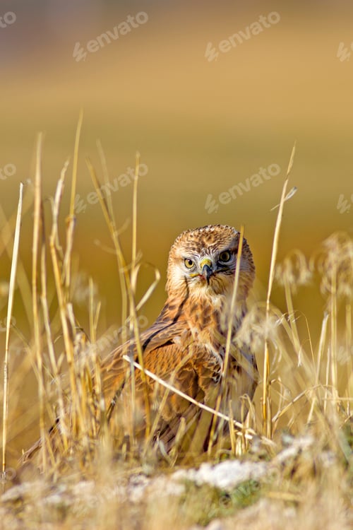 Preview: Buzzard. Natural Background.