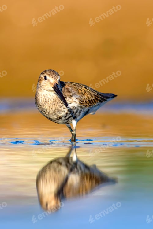Preview: Water And Bird. Colorful Nature Background. Bird: Dunlin. Calidris Alpina.