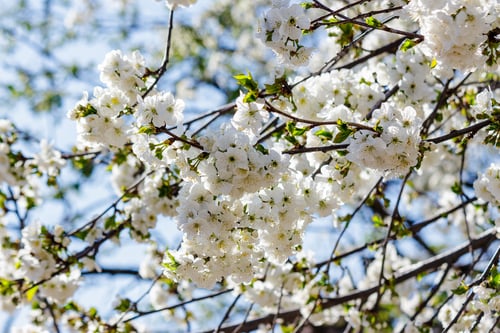 Preview: Twig With White Flowers Of Apple Tree On A Blurred Background Of Pink Leaves