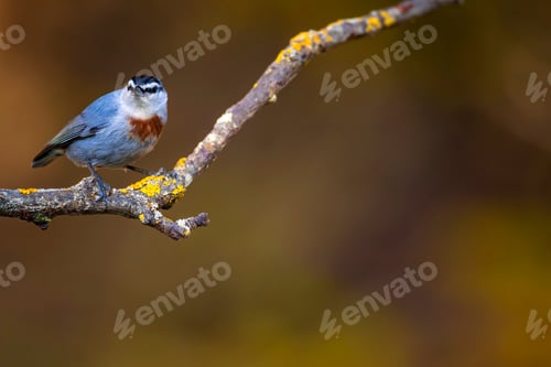 Preview: Cute Little Bird. Autumn Nature Background. Bird: Krupers Nuthatch. Sitta Krueperi.