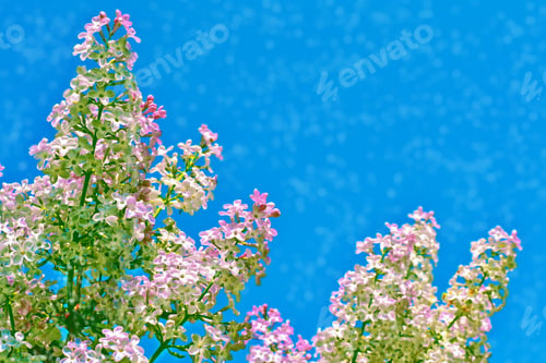 Preview: Bright And Colorful Flowers Lilac On The Background Of Spring Landscape.