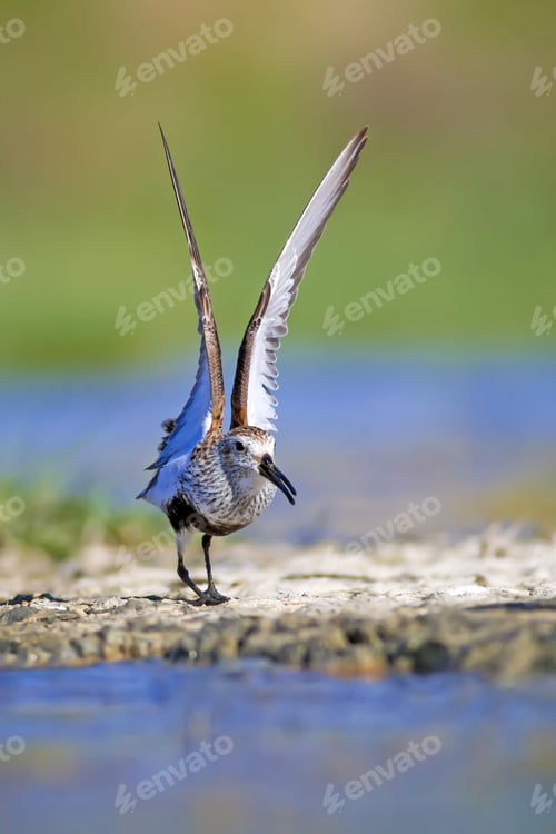 Preview: Water Birds. Colorful Nature Background. Bird: Dunlin. Calidris Alpina.