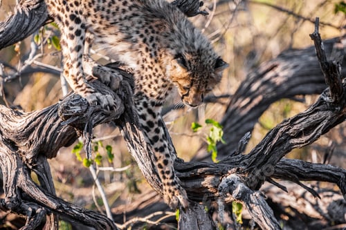 Preview: Cheetah (Acinonyx Jubatus Soemmeringii) In The Okavango-Delta In Botswana