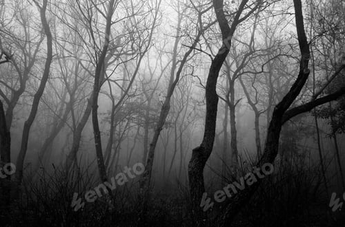 Preview: View Of Trees In The Middle Of A Wood, With Mist And Fog, Dark And Mysterious Mood