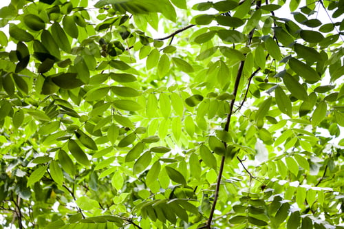 Preview: Juglans Cathayensis (Chinese Walnut) - Leaves And Details