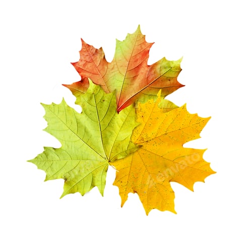 Preview: Autumn Foliage. Golden Autumn. Colorful Autumn Leaves