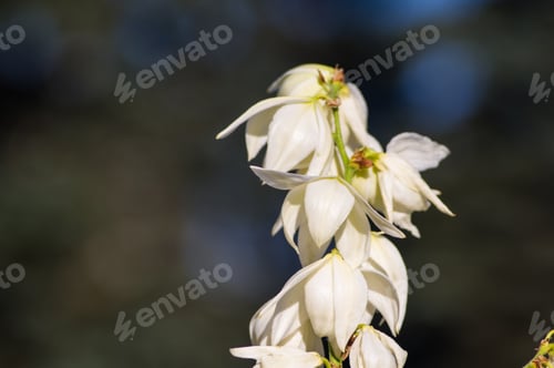 Preview: White Yucca Filamentosa Bush Flowers In Park, Close Up.