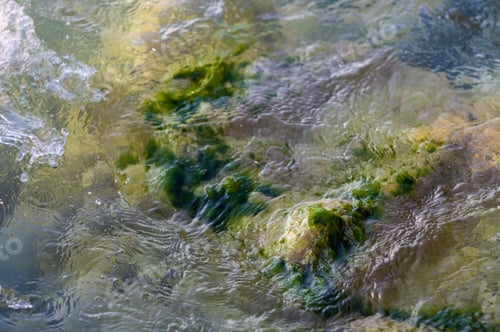Preview: Stones With Green Algae In Clear Sea Water