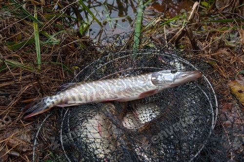 Preview: Freshwater Northern Pike Fish Know As Esox Lucius Lying In Landing Net. Fishing Concept, Good Catch