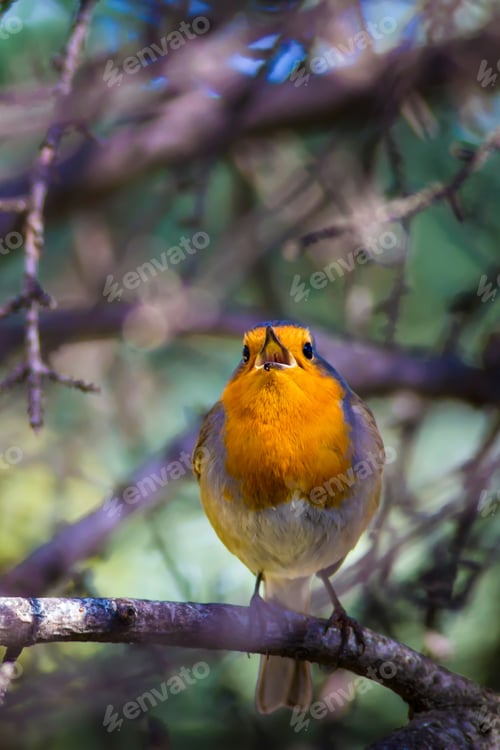 Preview: Cute Bird Robin On Branch. Forest Background. European Robin / Erithacus Rubecula
