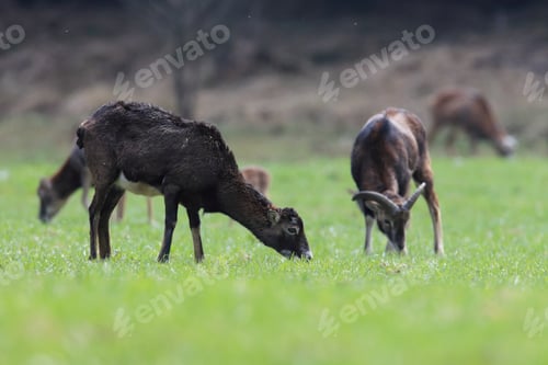 Preview: Big European Mouflon ( Ovis Orientalis ) On The Grassland Wild Animal In The Nature Habitat, Saxony