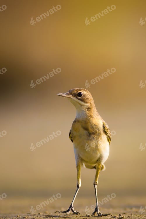 Preview: Dry Lake Bed And Cute Yellow Bird. Yellow Nature Background. Western Yellow Wagtail