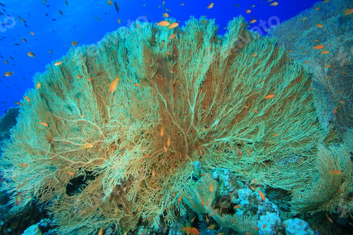 Preview: Giant Sea Fan (Annella Mollis)
