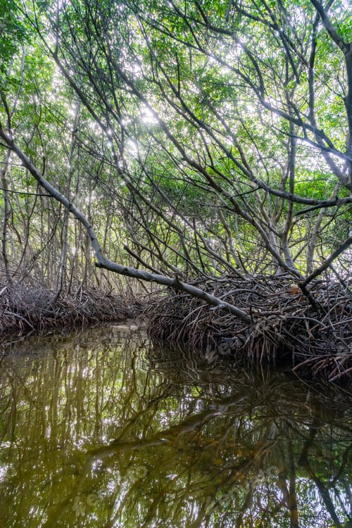 Preview: Mangrove Tour - Views Around The Caribbean Island Of Bonaire In The Abc Islands