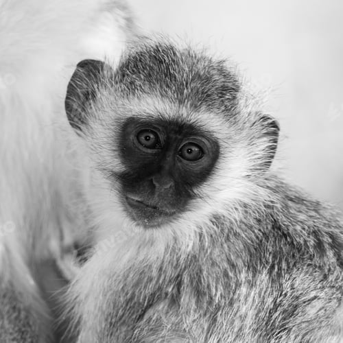 Preview: Vervet Monkey (Chlorocebus Pygerythrus) In Kruger National Park, South Africa