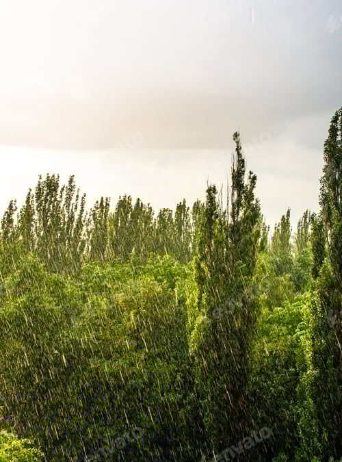 Visualização: Árvores verdes em uma forte chuva de verão