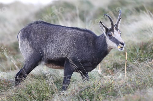 Preview: Chamois (Rupicapra Rupicapra) Vosges Mountains, France