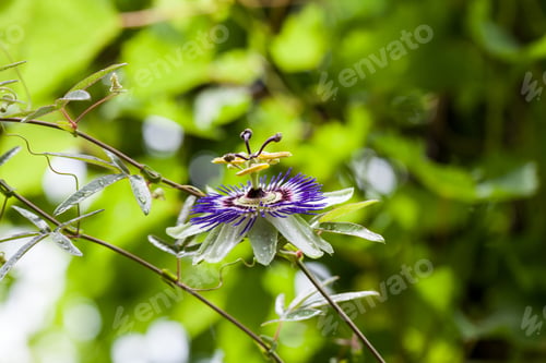 Preview: Passion Flower (Passiflora Incarnata) With Details