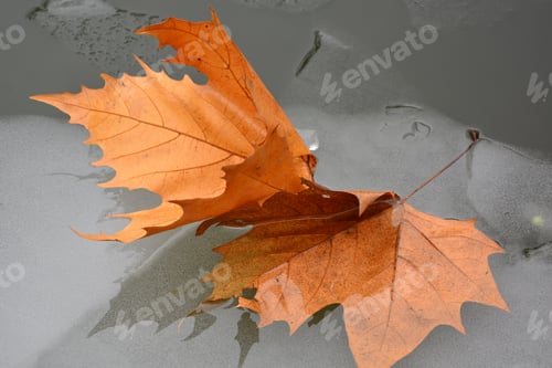 Preview: Fallen Leaf On Snow