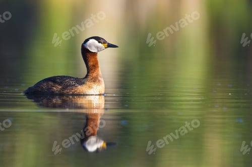 Preview: Swimming Red Necked Grebe. Colorful Water Background. Red Necked Grebe