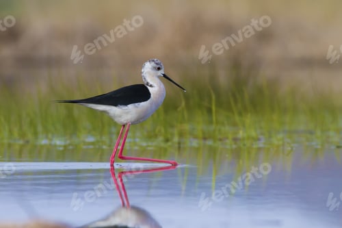 Preview: Cute Water Bird. Black Winged Stilt Black Winged Stilt. Himantopus Himantopus. Konya Kulu Kozanlı