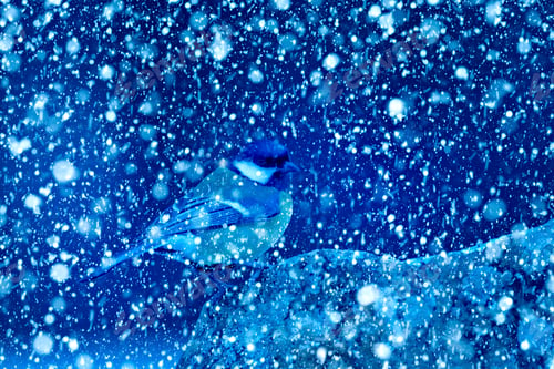 Preview: Winter Season And Animals. Falling Snow. Blue Nature Background. Great Tit.