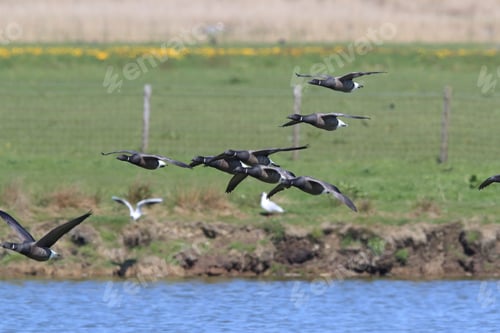 Preview: Brent Goose (Branta Bernicla) Texel Holland