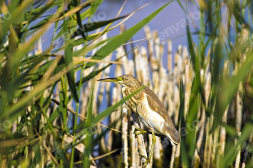Preview: Squacco Heron, Ardeola Ralloides. Yellow Common Water Bird. Yellow Blue Nature Habitat Background.