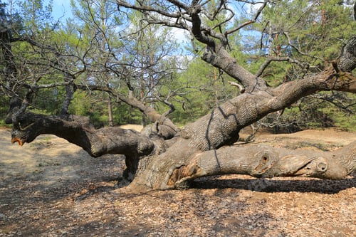 Preview: Old Big Oak Tree On Spring Forest. Take It In Ukraine, Samarsky Forest