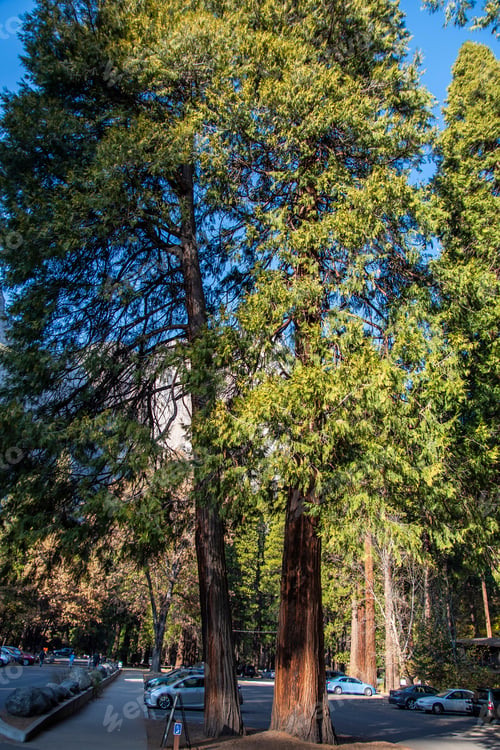 Preview: Tourist Area With Houses And Cars In Yosemite National Park. Usa, California, November 2018