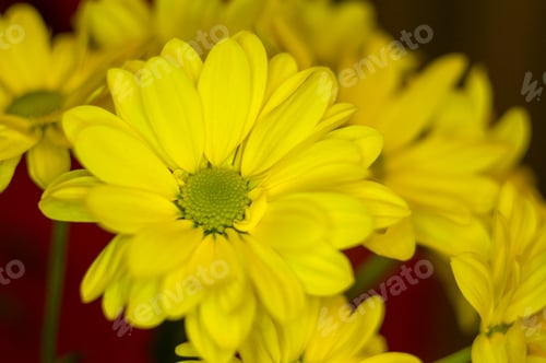 Preview: Beautiful Bright Purple And Yellow Chrysanthemum Flowers, Selective Focus, Macro
