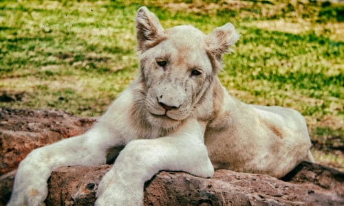 Preview: Vintage Style Image Of A Young White Lion In Casela Park, Mauritius