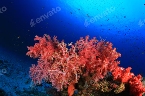 Preview: Coral Reef Underwater And Fish