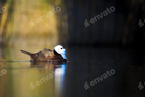 Preview: Swimming Cute Duck. Colorful Nature Background. Bird: White Headed Duck. Oxyura Leucocephala.